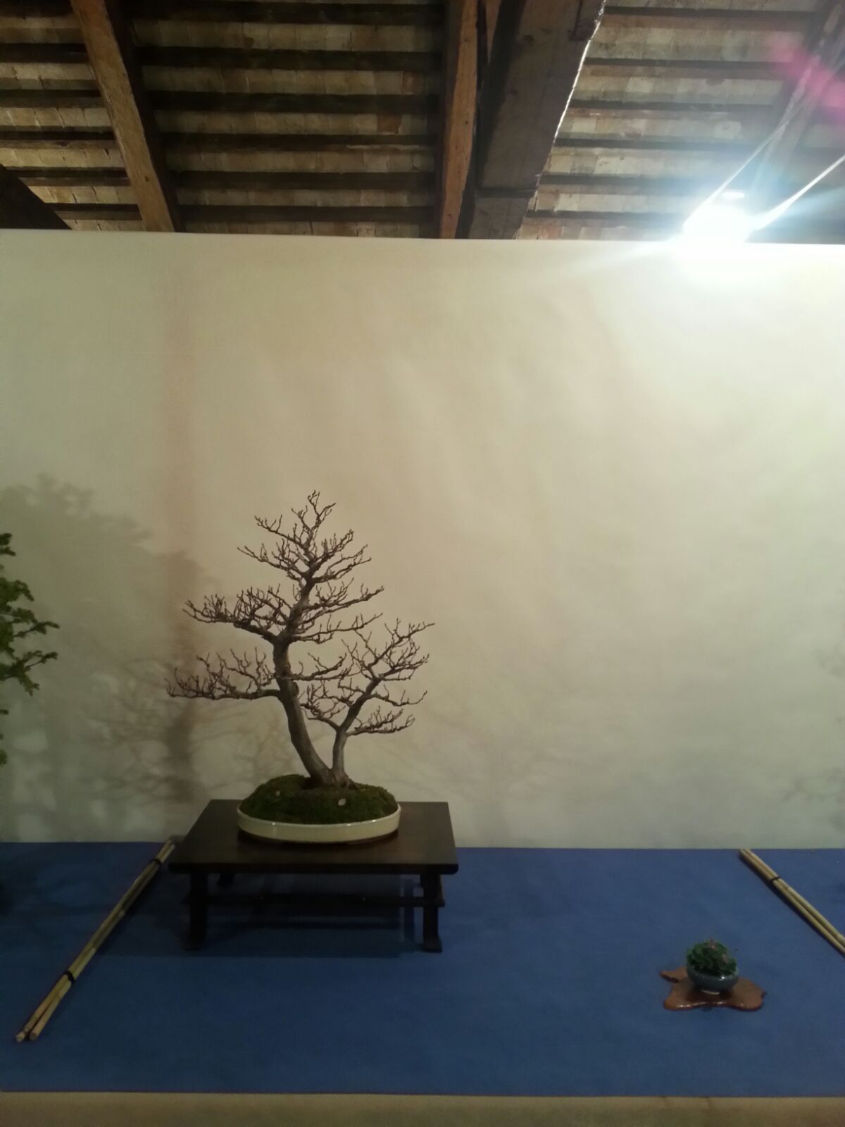 stefano-della-gaspera-bonsai